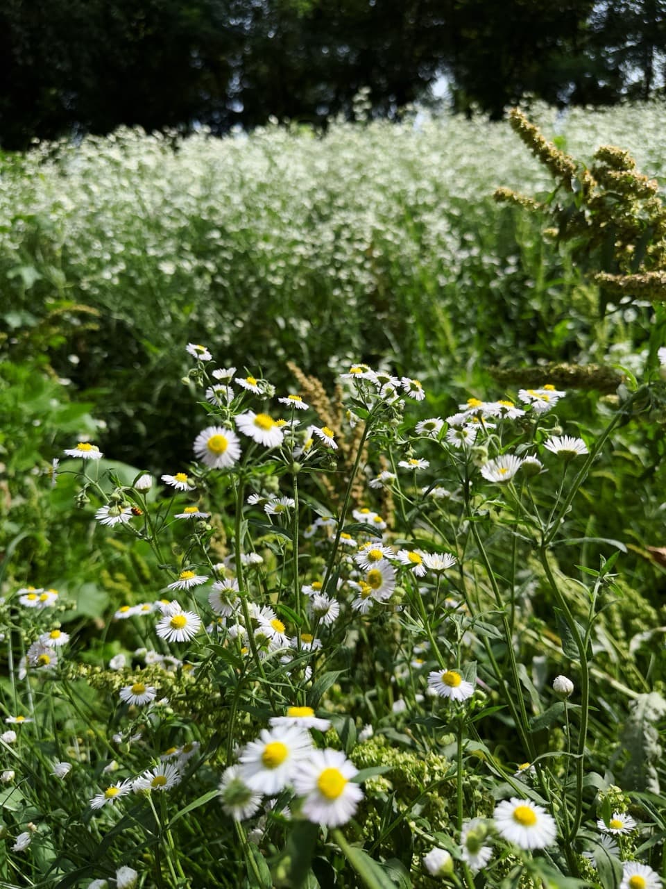 Meadow of white daisy-like wildflowers in bloom in front of a field of white blossoms