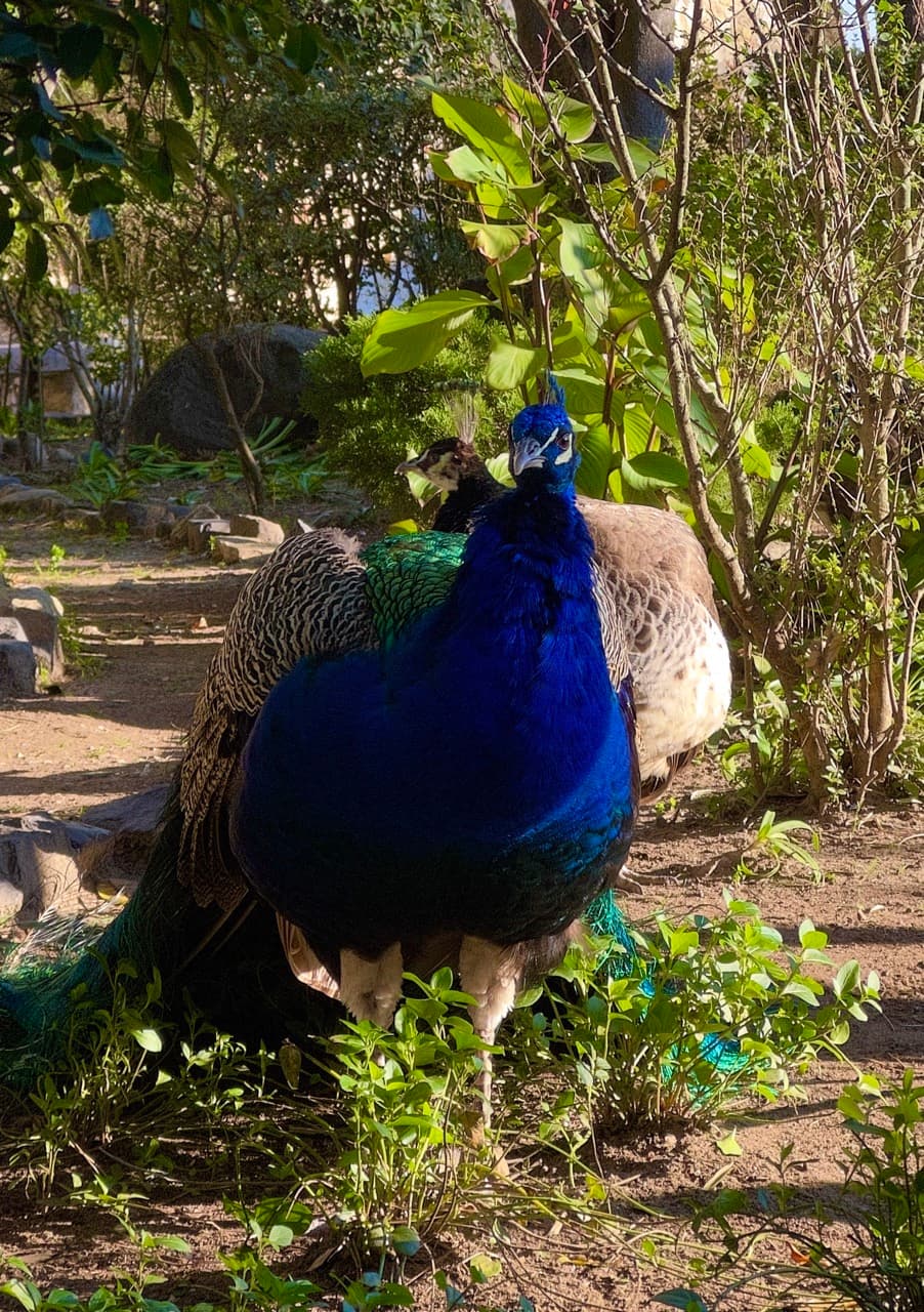 A peacock with brilliant blue plumage facing the camera in a sunlit garden, a peahen behind it